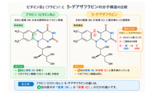 ビタミンB2と5‐デアザフラビン比較画像
